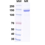 SDS-PAGE - Invikafusp Alfa Biosimilar - Anti-IL-2 Antibody - BSA and Azide free (A340760) - Antibodies.com