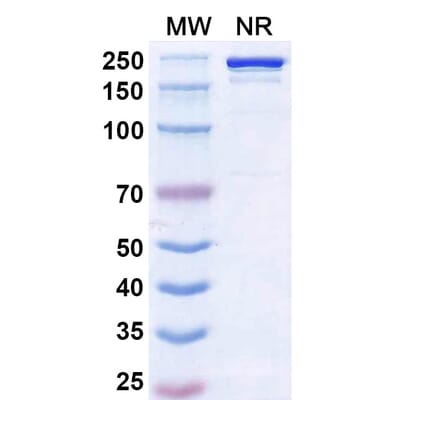 SDS-PAGE - Ruxoprubart Biosimilar - Anti-Complement Factor B Antibody - BSA and Azide free (A340768) - Antibodies.com