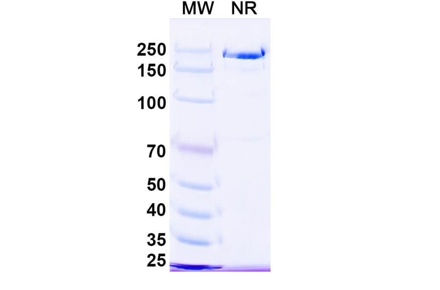 SDS-PAGE - Ruxoprubart Biosimilar - Anti-Complement Factor B Antibody - BSA and Azide free (A340768) - Antibodies.com