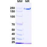 SDS-PAGE - Ruxoprubart Biosimilar - Anti-Complement Factor B Antibody - BSA and Azide free (A340768) - Antibodies.com