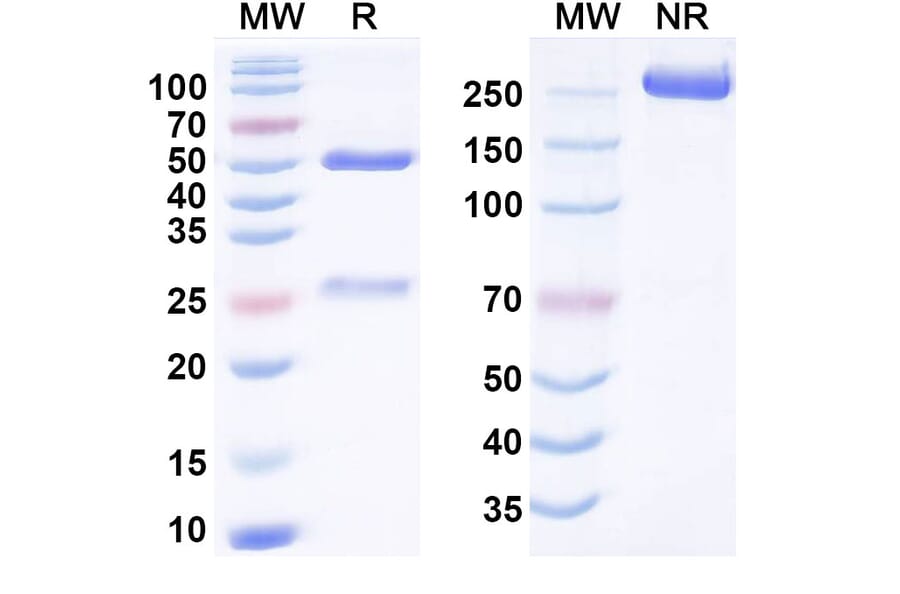 SDS-PAGE - Anti-SARS-CoV-2 Spike Protein Glycoprotein Antibody [3A1] Biosimilar - BSA and Azide free (A340771) - Antibodies.com