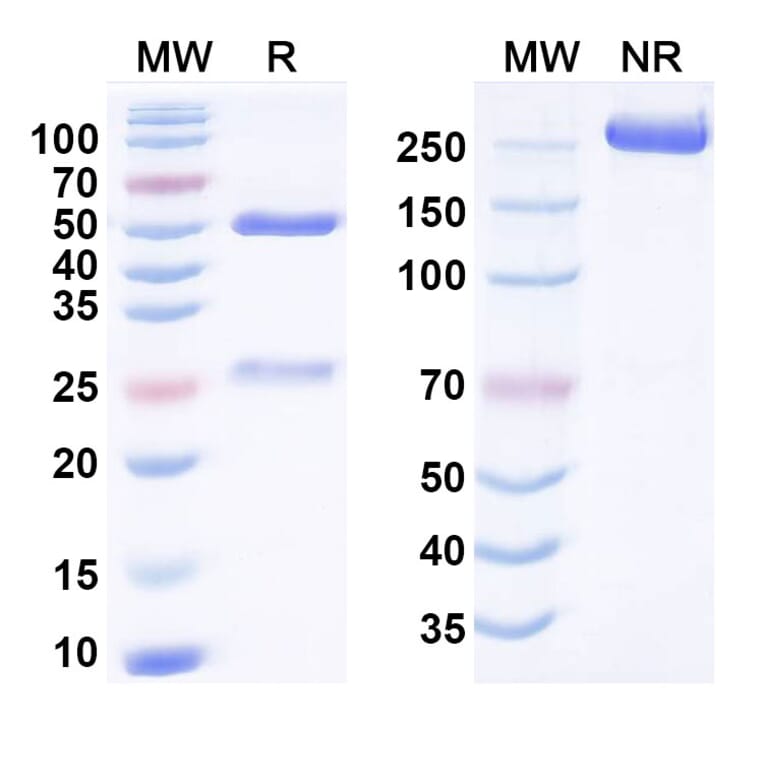 SDS-PAGE - Anti-SARS-CoV-2 Spike Protein Glycoprotein Antibody [3A1] Biosimilar - BSA and Azide free (A340771) - Antibodies.com