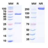 SDS-PAGE - Anti-SARS-CoV-2 Spike Protein Glycoprotein Antibody [3A1] Biosimilar - BSA and Azide free (A340771) - Antibodies.com