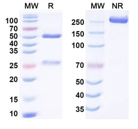 SDS-PAGE - Anti-ACVR1 Antibody [DS-616a] Biosimilar - BSA and Azide free (A340772) - Antibodies.com