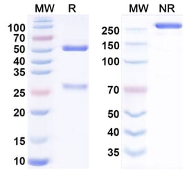 SDS-PAGE - Anti-ACVR2A Antibody [Ab-14E1] Biosimilar - BSA and Azide free (A340773) - Antibodies.com