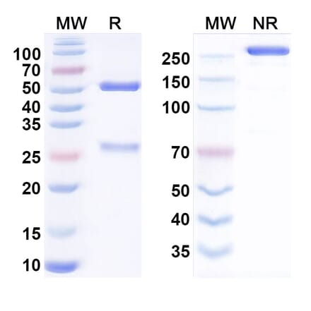 SDS-PAGE - Anti-KLB Antibody [RG7992] Biosimilar - BSA and Azide free (A340774) - Antibodies.com