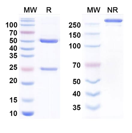 SDS-PAGE - Anti-RANTES Antibody [VLST-2] Biosimilar - BSA and Azide free (A340777) - Antibodies.com