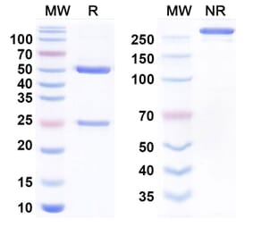SDS-PAGE - Anti-CD46 Antibody [FOR46] Biosimilar - BSA and Azide free (A340778) - Antibodies.com