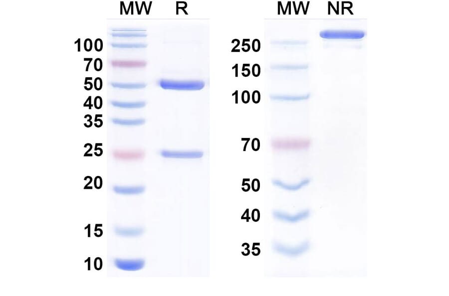 SDS-PAGE - Anti-CD46 Antibody [FOR46] Biosimilar - BSA and Azide free (A340778) - Antibodies.com