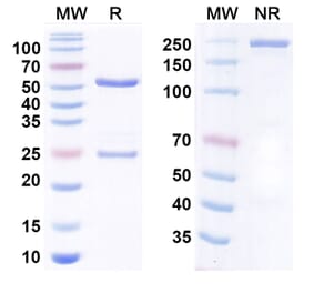 SDS-PAGE - Anti-DCBLD2 Antibody [FA19-1] Biosimilar - BSA and Azide free (A340779) - Antibodies.com