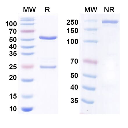 SDS-PAGE - Anti-Fibronectin Antibody [L19-TNF] Biosimilar - BSA and Azide free (A340780) - Antibodies.com