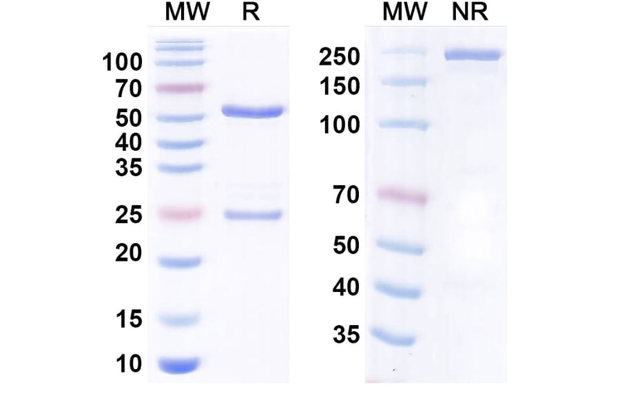 SDS-PAGE - Anti-TGF beta 3 Antibody [Brigham and Womens anti-LAP] Biosimilar - BSA and Azide free (A340781) - Antibodies.com