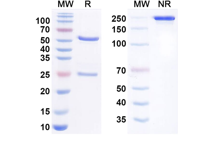 SDS-PAGE - Anti-Mer Antibody [RGX-19] Biosimilar - BSA and Azide free (A340782) - Antibodies.com