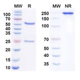 SDS-PAGE - Anti-Mer Antibody [RGX-19] Biosimilar - BSA and Azide free (A340782) - Antibodies.com