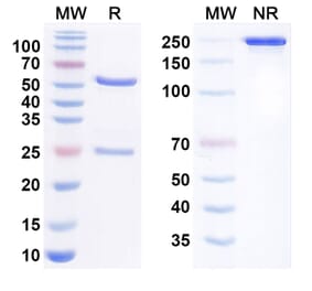 SDS-PAGE - Anti-TYRO3 Antibody [ELB31] Biosimilar - BSA and Azide free (A340783) - Antibodies.com