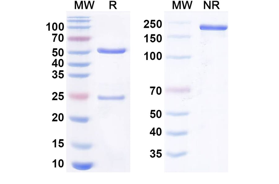 SDS-PAGE - Anti-C3 Antibody [NGM621] Biosimilar - BSA and Azide free (A340786) - Antibodies.com