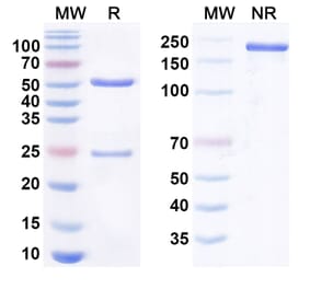 SDS-PAGE - Anti-Clusterin Antibody [AB-16B5] Biosimilar - BSA and Azide free (A340787) - Antibodies.com