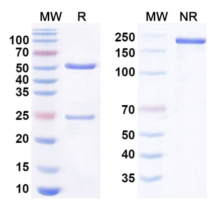 SDS-PAGE - Anti-Clusterin Antibody [AB-16B5] Biosimilar - BSA and Azide free (A340787) - Antibodies.com