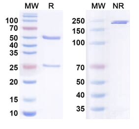 SDS-PAGE - Anti-Integrin beta 1 Antibody [OS2966] Biosimilar - BSA and Azide free (A340788) - Antibodies.com