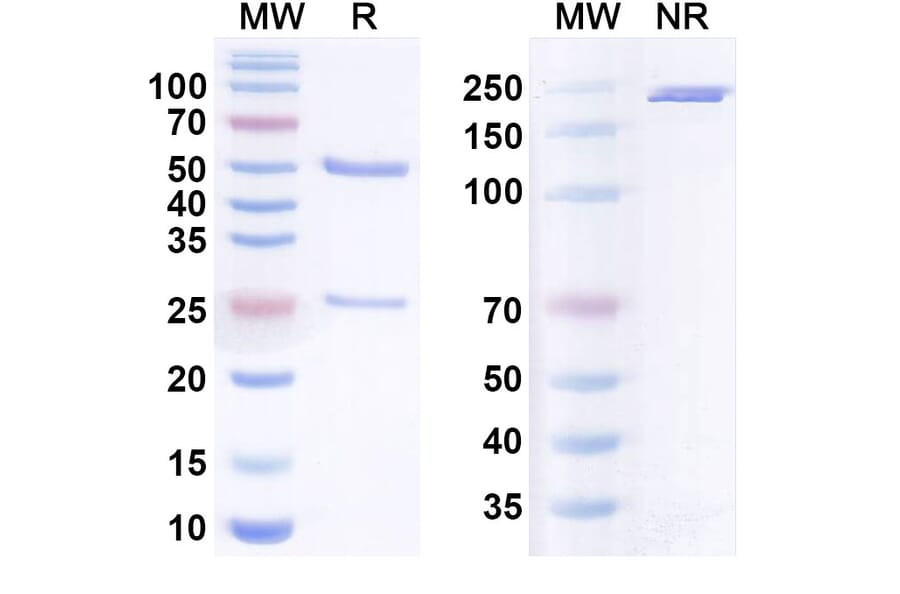 SDS-PAGE - Anti-Integrin beta 1 Antibody [OS2966] Biosimilar - BSA and Azide free (A340788) - Antibodies.com