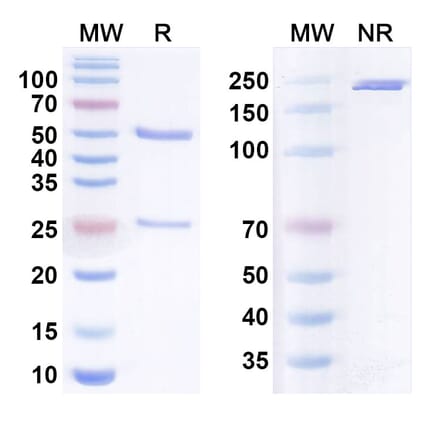 SDS-PAGE - Anti-Integrin beta 1 Antibody [OS2966] Biosimilar - BSA and Azide free (A340788) - Antibodies.com
