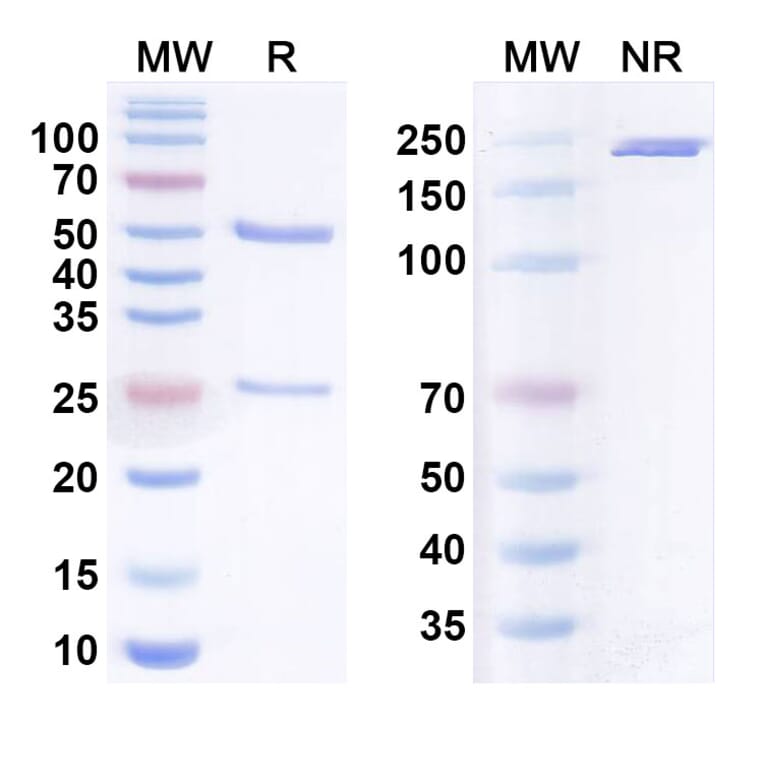 SDS-PAGE - Anti-C1QA Antibody [ANX5] Biosimilar - BSA and Azide free (A340789) - Antibodies.com