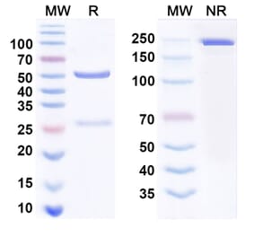 SDS-PAGE - Anti-TPOR Antibody [TA136] Biosimilar - BSA and Azide free (A340792) - Antibodies.com