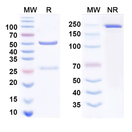 SDS-PAGE - Anti-TPOR Antibody [TA136] Biosimilar - BSA and Azide free (A340792) - Antibodies.com