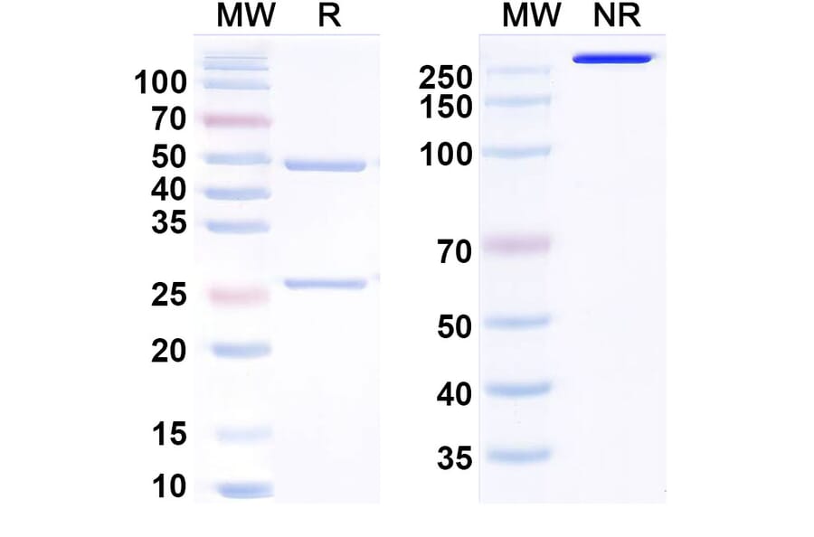 SDS-PAGE - Anti-Nav1.7 Antibody [Duke anti-NAv1.7] Biosimilar - BSA and Azide free (A340794) - Antibodies.com