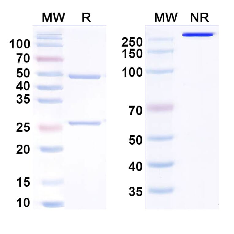 SDS-PAGE - Anti-Nav1.7 Antibody [Duke anti-NAv1.7] Biosimilar - BSA and Azide free (A340794) - Antibodies.com