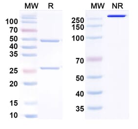 SDS-PAGE - Anti-SPON2 Antibody [19G9] Biosimilar - BSA and Azide free (A340795) - Antibodies.com