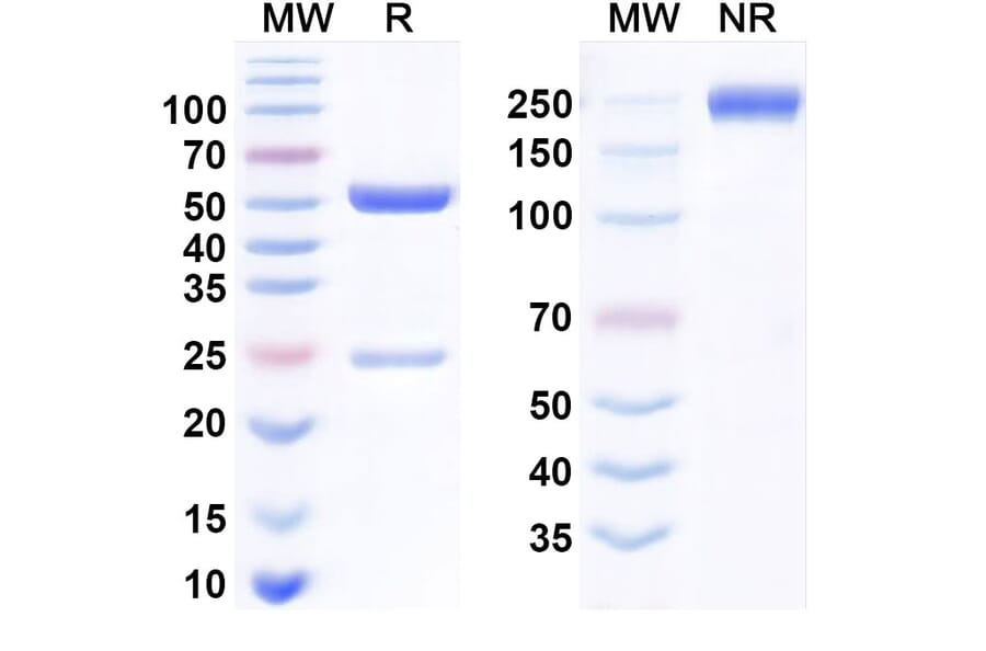 SDS-PAGE - Anti-DLK1 Antibody [LIV-125] Biosimilar - BSA and Azide free (A340796) - Antibodies.com