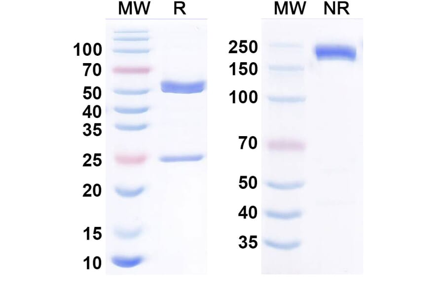 SDS-PAGE - Anti-c-Kit Antibody [CDX-158] Biosimilar - BSA and Azide free (A340799) - Antibodies.com