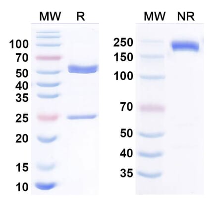 SDS-PAGE - Anti-c-Kit Antibody [CDX-158] Biosimilar - BSA and Azide free (A340799) - Antibodies.com
