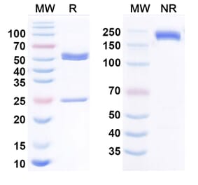 SDS-PAGE - Anti-MICA Antibody [CLN-619] Biosimilar - BSA and Azide free (A340801) - Antibodies.com