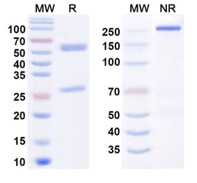 SDS-PAGE - Anti-PAR2 Antibody [PAR6597] Biosimilar - BSA and Azide free (A340802) - Antibodies.com