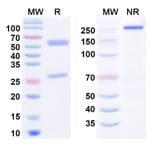 SDS-PAGE - Anti-PAR2 Antibody [PAR6597] Biosimilar - BSA and Azide free (A340802) - Antibodies.com
