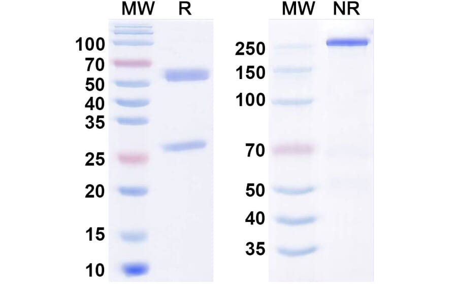 SDS-PAGE - Anti-OB Cadherin Antibody [RG6125] Biosimilar - BSA and Azide free (A340803) - Antibodies.com