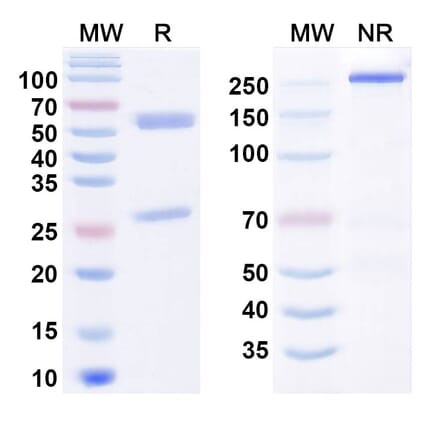 SDS-PAGE - Anti-RON Antibody [Aveo anti-RON] Biosimilar - BSA and Azide free (A340804) - Antibodies.com