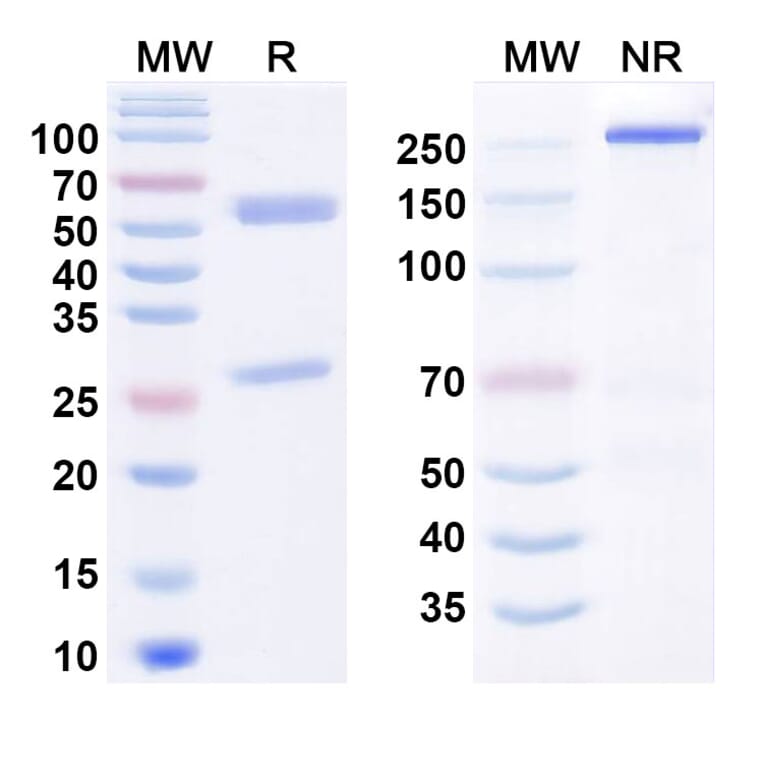 SDS-PAGE - Anti-RON Antibody [Aveo anti-RON] Biosimilar - BSA and Azide free (A340804) - Antibodies.com