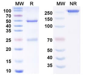 SDS-PAGE - Anti-BACE1 Antibody [Genentech anti-BACE1] Biosimilar - BSA and Azide free (A340805) - Antibodies.com