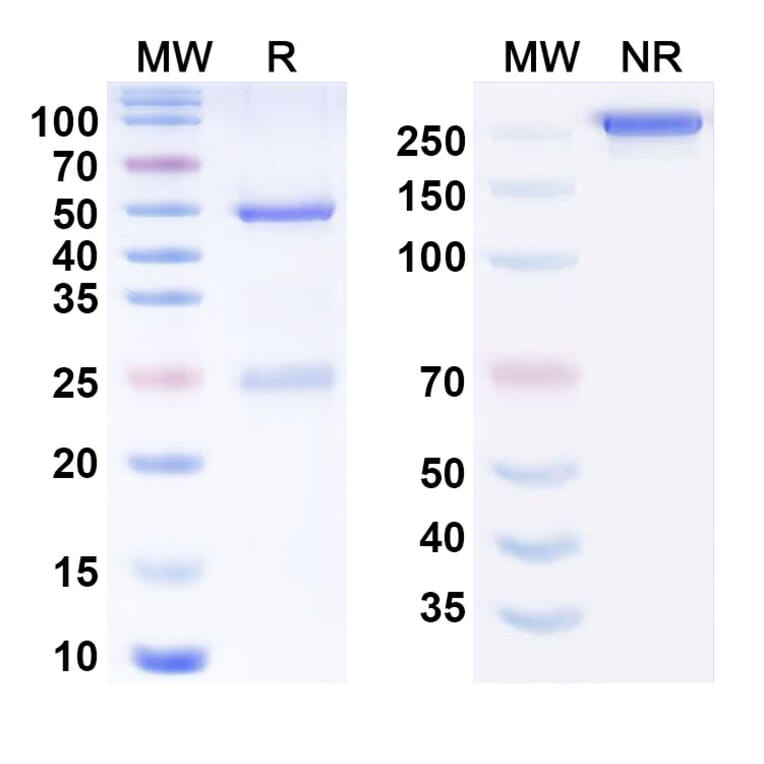 SDS-PAGE - Anti-BACE1 Antibody [Genentech anti-BACE1] Biosimilar - BSA and Azide free (A340805) - Antibodies.com
