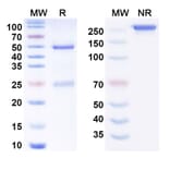 SDS-PAGE - Anti-PCSK9 Antibody [Boehringer anti-PCSK9] Biosimilar - BSA and Azide free (A340806) - Antibodies.com