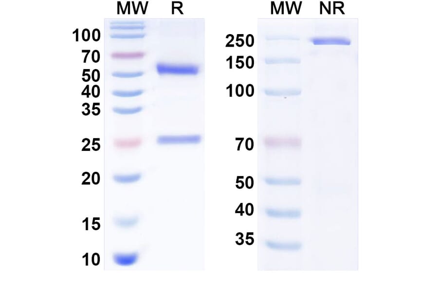 SDS-PAGE - Anti-CD40 Antibody [Emory U. anti-CD4] Biosimilar - BSA and Azide free (A340808) - Antibodies.com