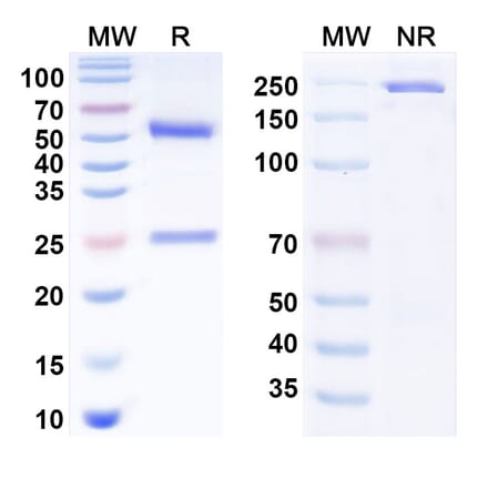 SDS-PAGE - Anti-CD40 Antibody [Emory U. anti-CD4] Biosimilar - BSA and Azide free (A340808) - Antibodies.com