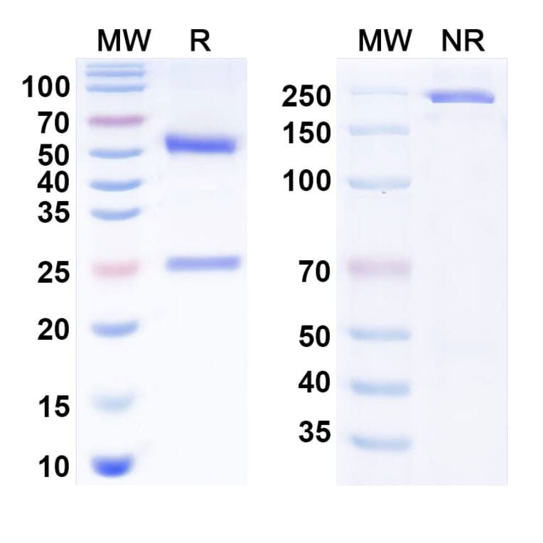 SDS-PAGE - Anti-CD40 Antibody [Emory U. anti-CD4] Biosimilar - BSA and Azide free (A340808) - Antibodies.com