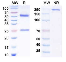 SDS-PAGE - Anti-EGFR Antibody [Duke D2C7] Biosimilar - BSA and Azide free (A340810) - Antibodies.com