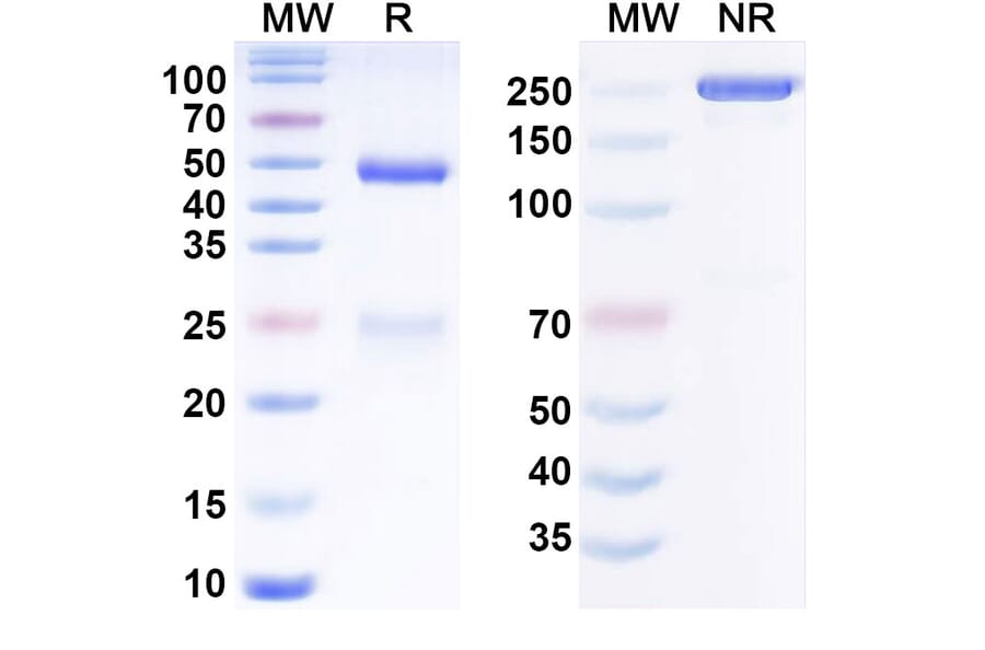 SDS-PAGE - Anti-CD19 Antibody [Immunomedics hA19] Biosimilar - BSA and Azide free (A340811) - Antibodies.com
