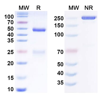 SDS-PAGE - Anti-CD19 Antibody [Immunomedics hA19] Biosimilar - BSA and Azide free (A340811) - Antibodies.com