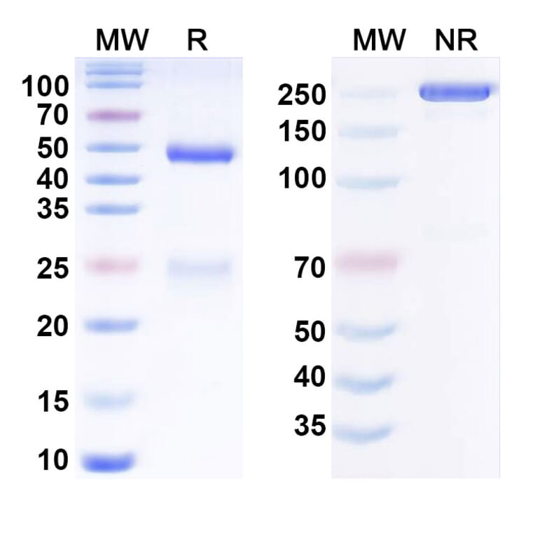 SDS-PAGE - Anti-CD19 Antibody [Immunomedics hA19] Biosimilar - BSA and Azide free (A340811) - Antibodies.com